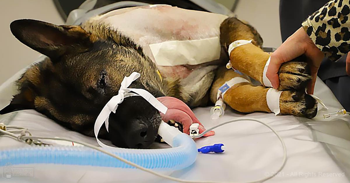 A German Shepherd with black and tan fur and some white patches on its chest, held by a person in an animal hospital setting filled with medical equipment.