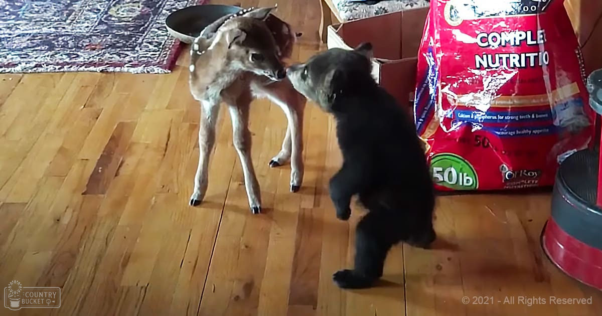 A fawn deer and a black dog in an indoor home setting, surrounded by pet food and household items.