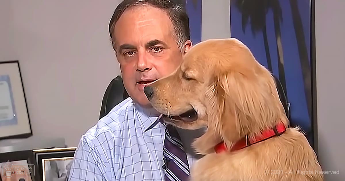 A golden retriever wearing a red collar in an indoor office environment with palm trees visible.