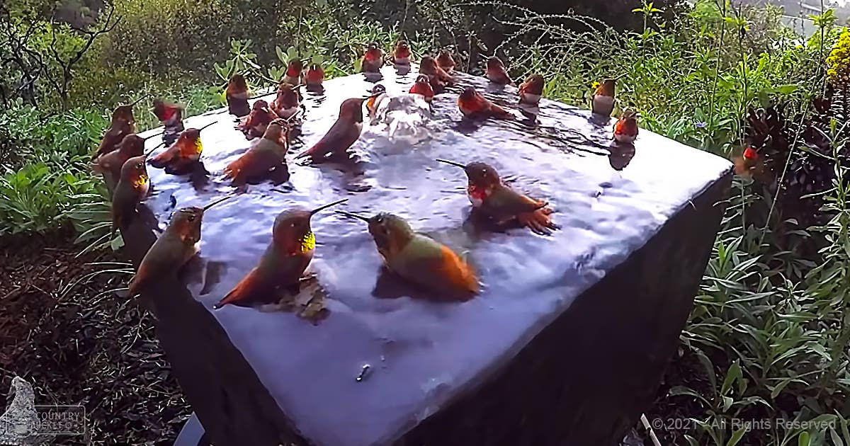 A group of adult hummingbirds with iridescent green, red, and orange feathers in an outdoor garden setting filled with lush greenery and a bird bath.