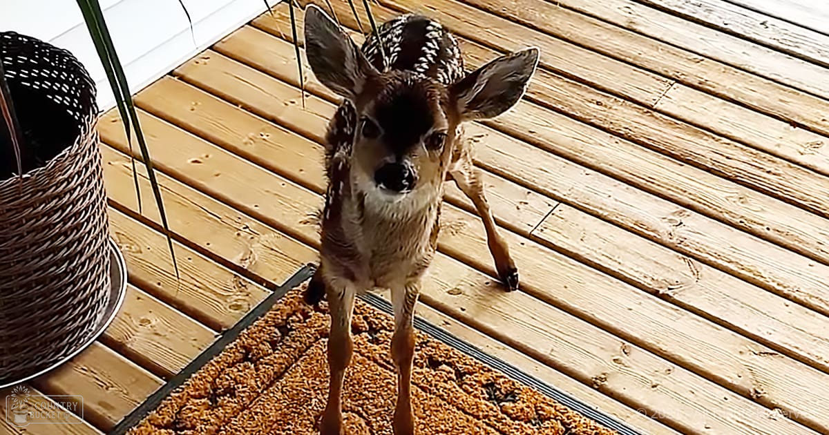 A fawn with brown and white fur stands indoors, surrounded by home decor elements like a woven basket and textured mat. Natural daylight illuminates the scene.