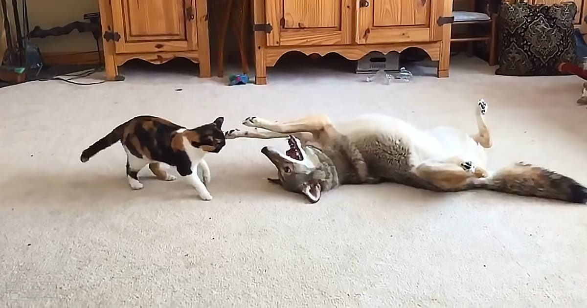 A calico domestic shorthair cat interacts with a mixed breed adult dog lying on its back in an indoor living room setting.