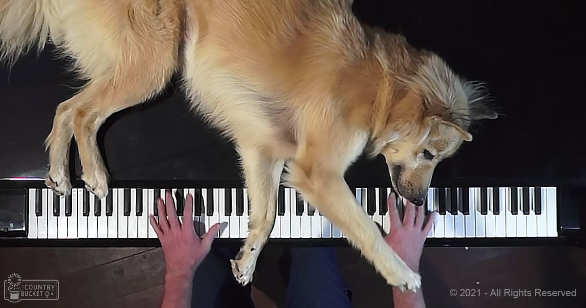 A golden retriever or similar breed dog interacts with a piano keyboard indoors, wearing dark-colored pants.
