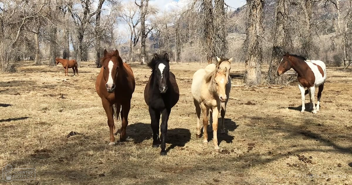 Four horses in an open field surrounded by trees, suggesting late autumn or early spring due to bare branches and dry grass.