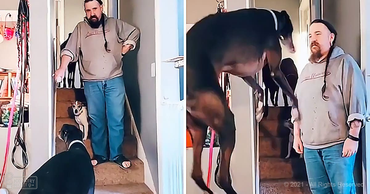 An adult male in a beige Lacoste hoodie and blue jeans indoors with two dogs: one likely Doberman Pinscher and another white and brown Jack Russell Terrier, surrounded by household items under indoor lighting.