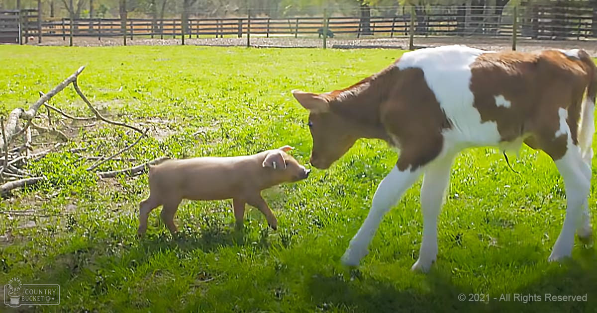 Two animals, a juvenile domestic pig with light pinkish-brown fur and an adult dairy cow with white and brown markings, in a grassy farm enclosure on a sunny day.