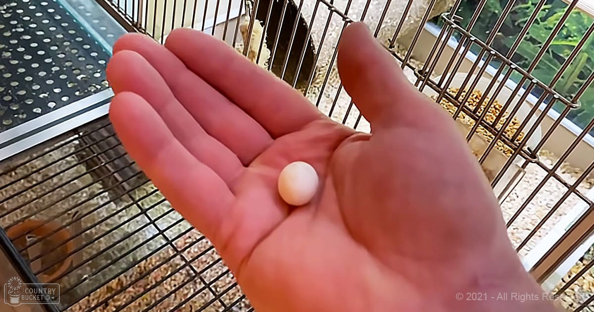 Close-up of a hand holding an egg with a birdcage in the background, set indoors near a window with greenery outside.