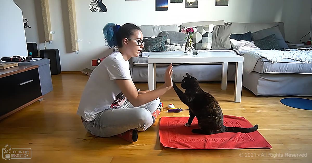 A young adult female in a white T-shirt interacts with a tabby cat on a red rug in a living room filled with natural light and various home decor items.