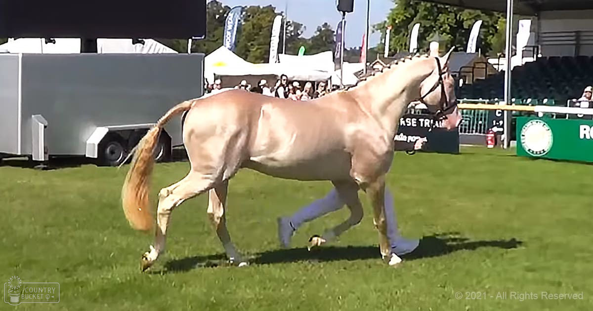 A Shire horse in a summer equestrian show ring with banners and spectators in the background.
