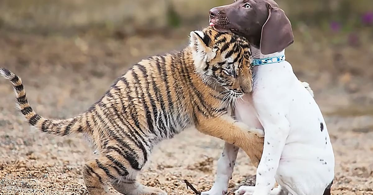 A young tiger cub with black stripes on its golden fur interacts playfully with a large white and brown spotted Weimaraner wearing a blue patterned collar in an outdoor setting under natural light.