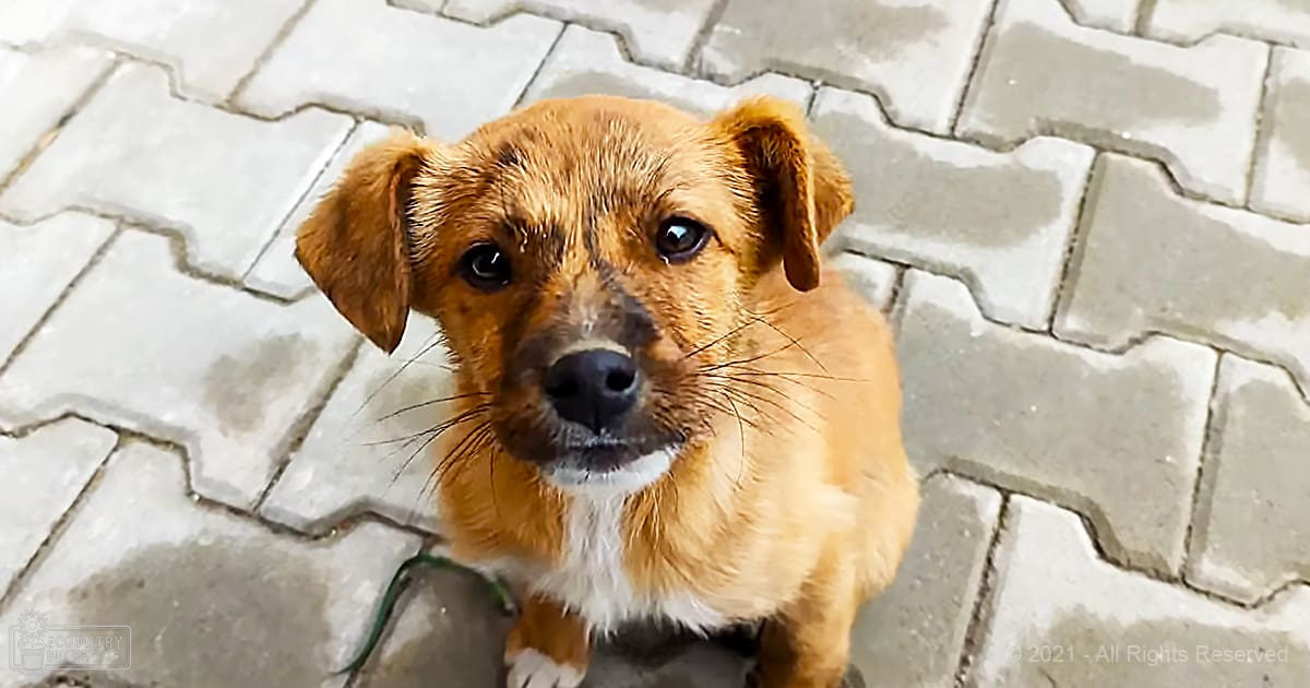 A small light brown and white mixed breed dog with floppy ears and curious expression stands outdoors on paved stone flooring, soft daylight suggests late afternoon.