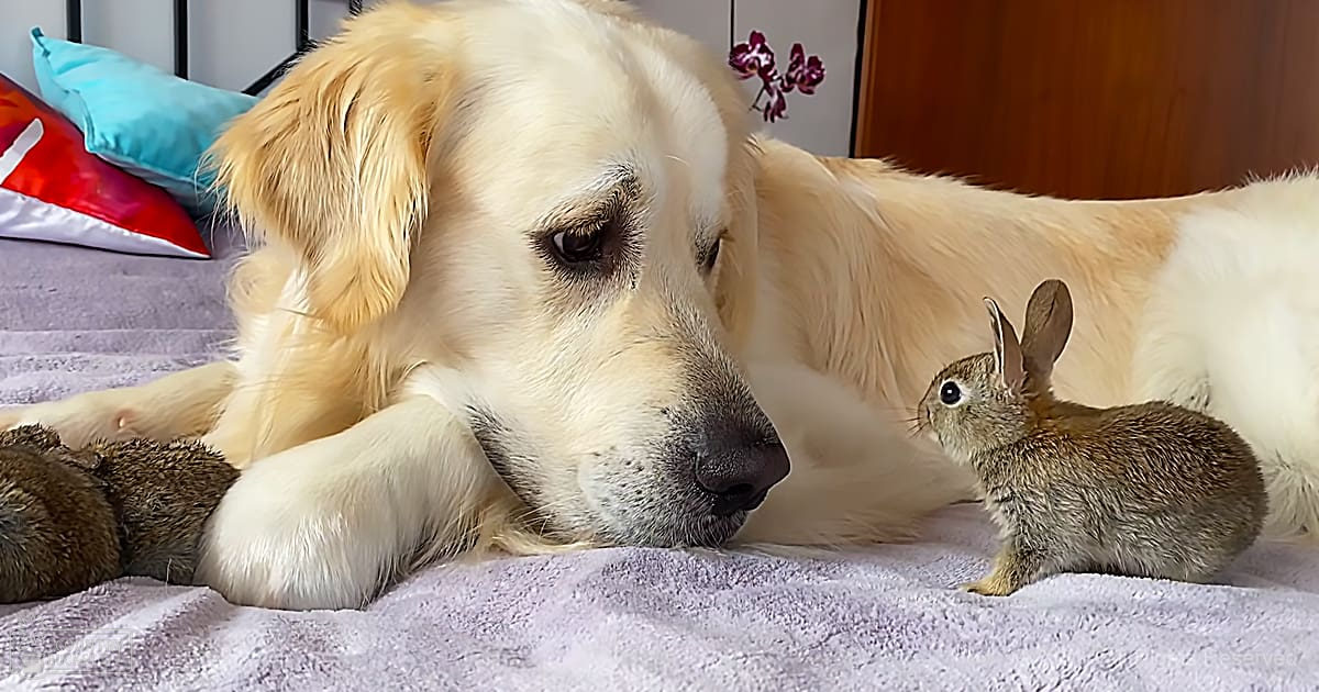 A golden retriever lying down with a young rabbit near it in an indoor bedroom setting with pillows and a vase of flowers visible.