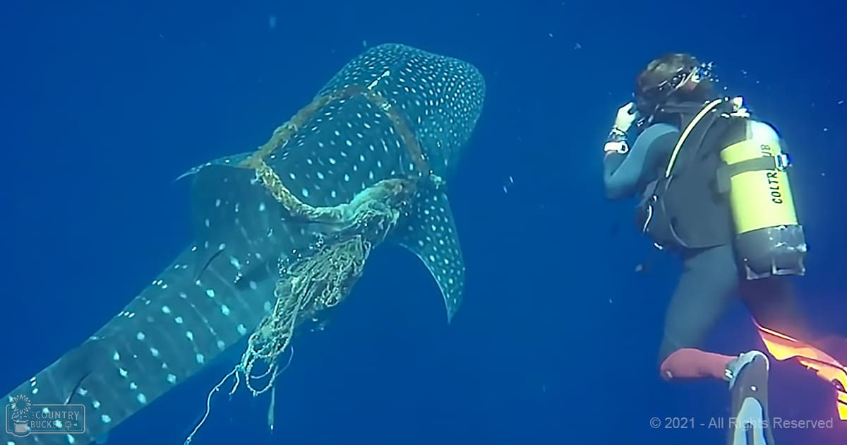 An adult male diver in black and yellow scuba gear explores an underwater scene with a whale shark, surrounded by deep blue water and ropes.