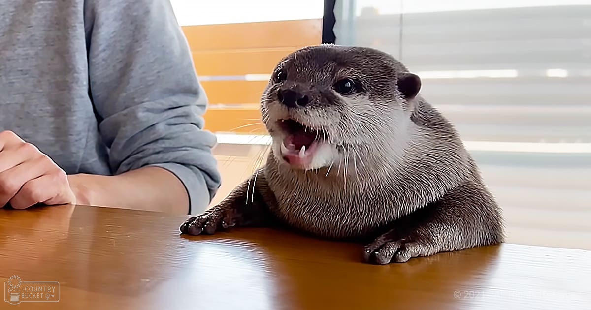 An otter with dark brown fur, light face markings, and lighter chest area stands indoors near a wooden table. The scene is well-lit by natural daylight coming through a window with blinds.