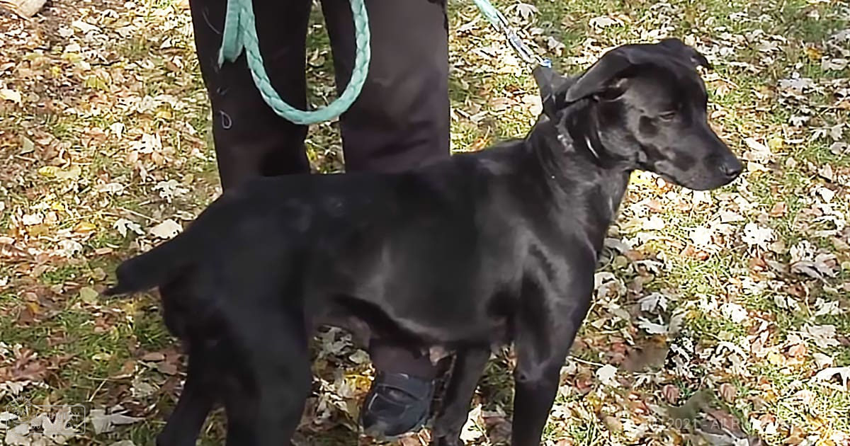An adult male wearing black pants and a light blue braided leash outdoors in an autumnal setting with fallen leaves on the ground.