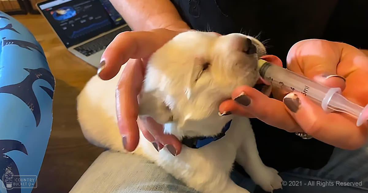 A small white puppy being fed with a syringe by an adult female, likely indoors in a casual setting.