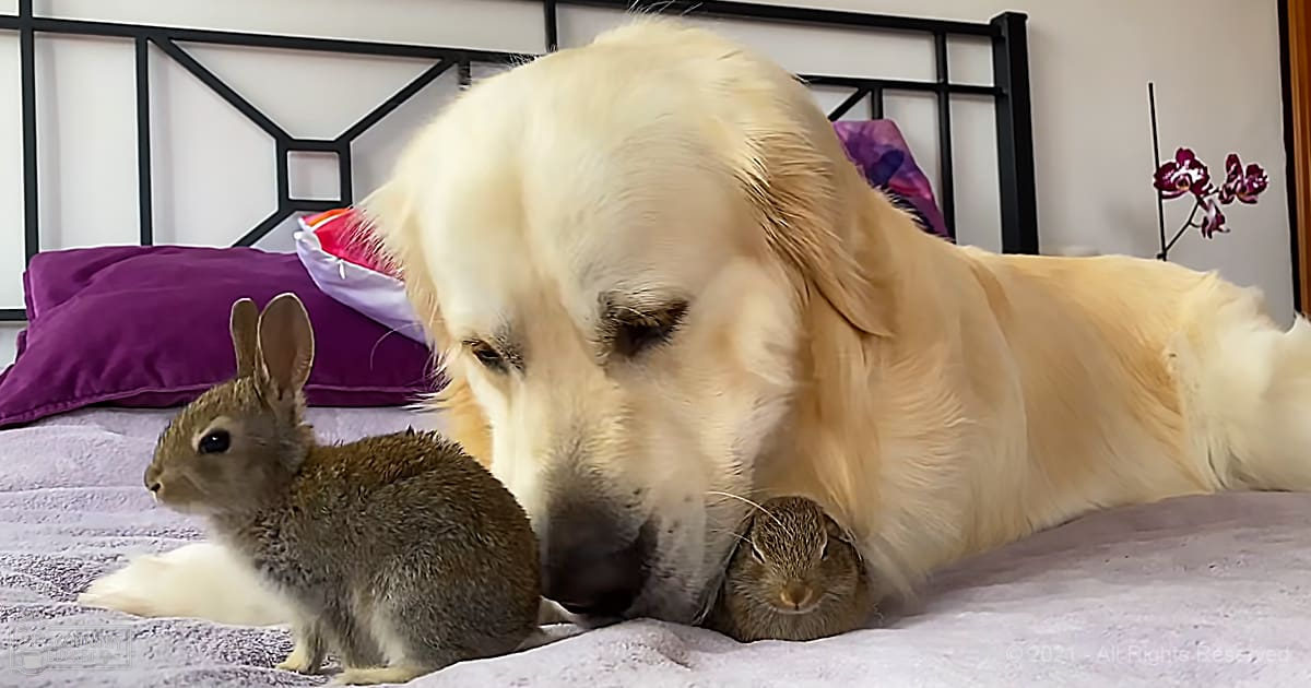 A golden retriever resting with two rabbits in a bedroom setting, surrounded by purple pillows and black furniture.