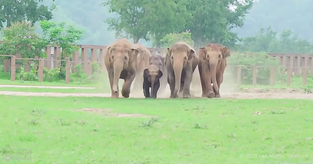 A group of four adult and one juvenile elephants in a lush green outdoor enclosure with trees and a visible fence, likely during spring or summer.