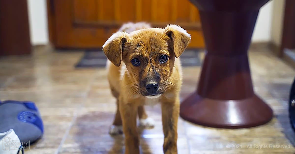 A small brown puppy with light-colored markings on its face and ears, standing indoors on a tiled floor.