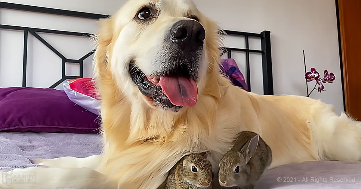 A golden retriever dog with a light golden coat indoors in a bedroom, surrounded by two juvenile brown rabbits with white markings on their faces. Furniture includes black metal bed frame and purple pillows.