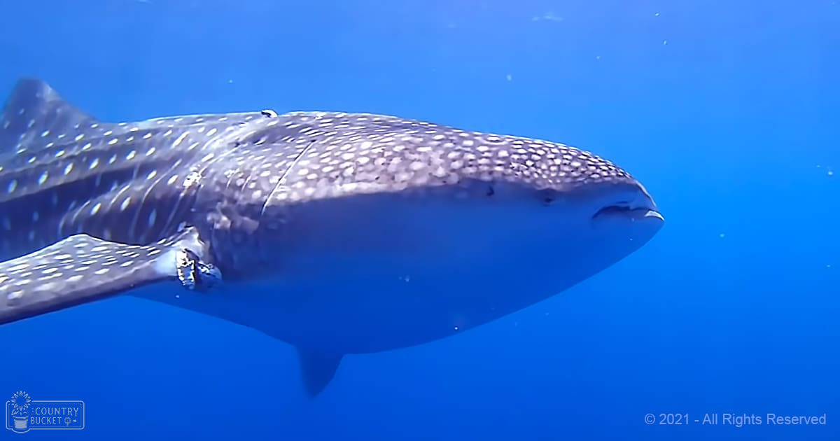 A whale shark with a spotted pattern swims in clear, blue underwater waters.