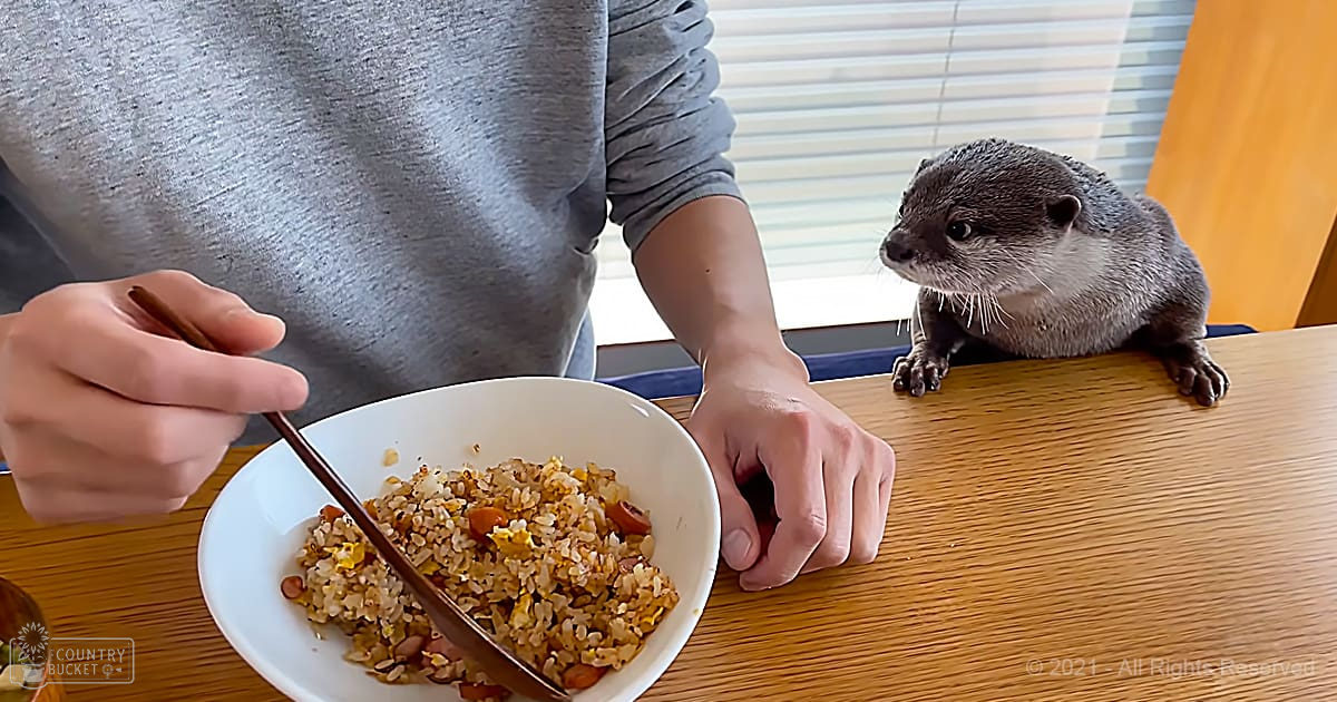 An adult otter with a dark gray coat and lighter underbelly interacts with an individual at a wooden table indoors, surrounded by natural light from partially open blinds.