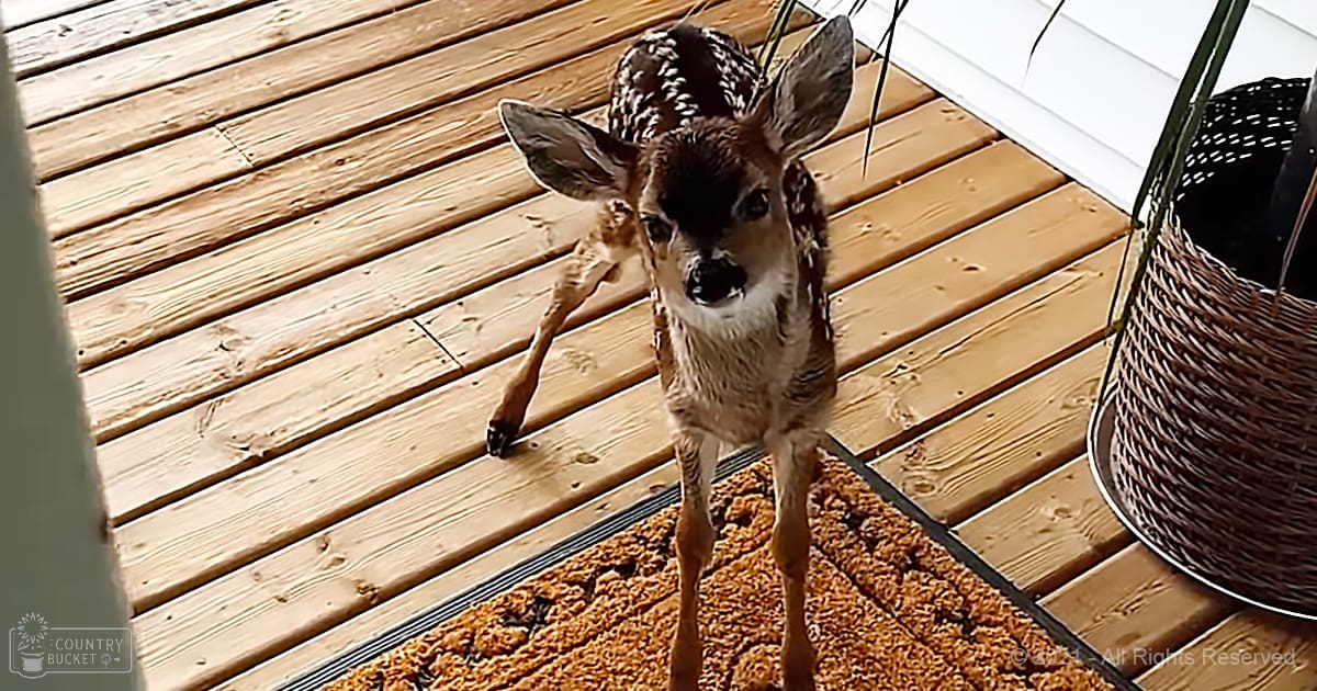 A juvenile fawn with brown fur and white spots stands on a wooden deck or porch indoors, surrounded by natural light. The setting includes a woven basket for storage and a doormat.