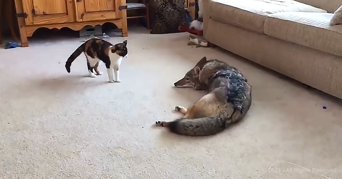 A black, white, and brown cat with an adult grayish-brown dog lying on its side in a living room setting with beige furniture.