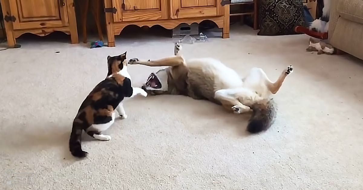 An adult golden retriever rolls on its back in a brightly lit living room with wooden cabinets and a patterned rug, alongside a calico cat in prime years.
