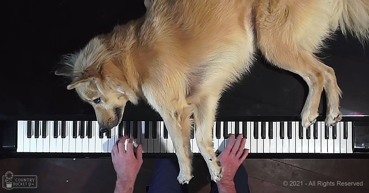A golden retriever with light brown coat and white markings stands on a piano keyboard in an indoor setting, possibly a home environment.
