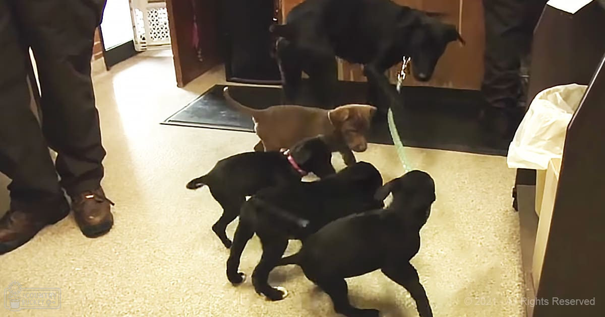 A group of playful puppies, black and tan, exploring a cozy home interior with white plastic crates and dark mats under natural light.