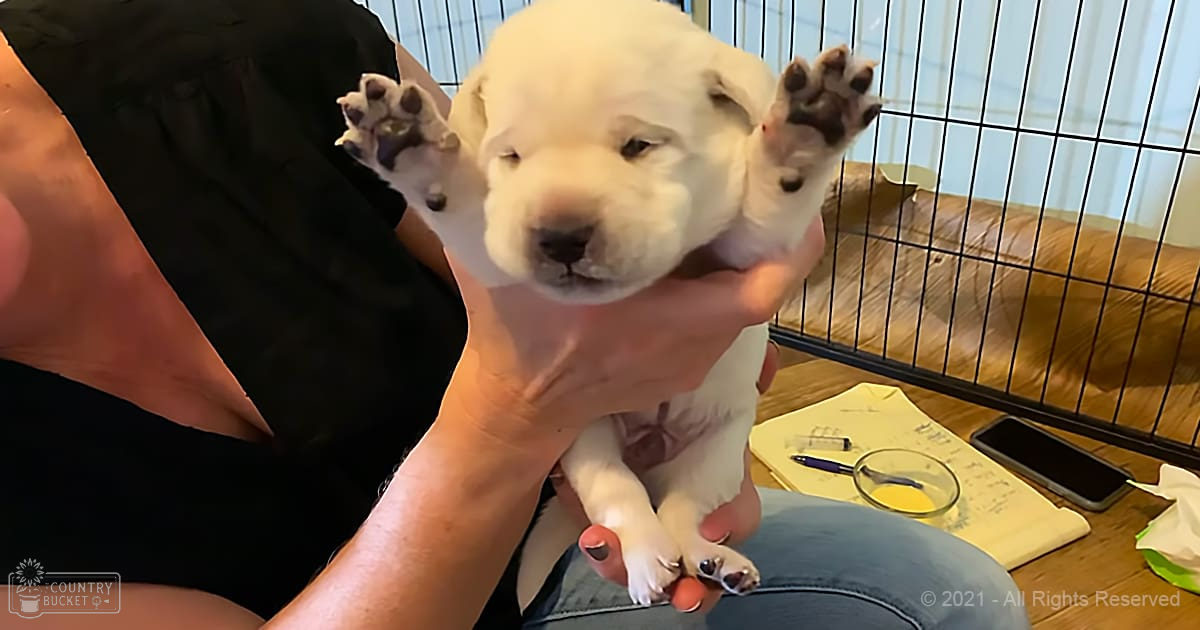 A white puppy being held indoors by an adult female wearing a black sleeveless top and denim jeans.