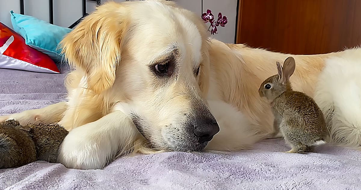 A golden retriever with two rabbits on a purple-blanket-covered bed or couch in an indoor setting with colorful pillows and a small orchid plant.