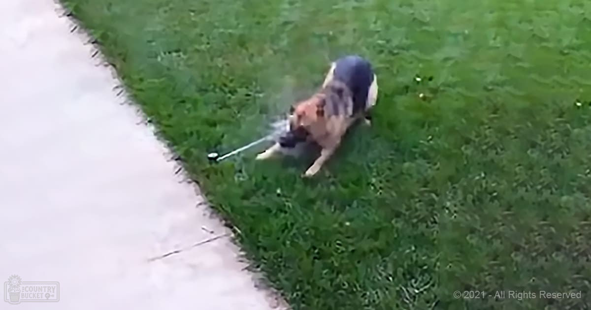 Adult dog with a black coat and light brown markings on its back in a grassy area near a sidewalk during daytime with natural sunlight.