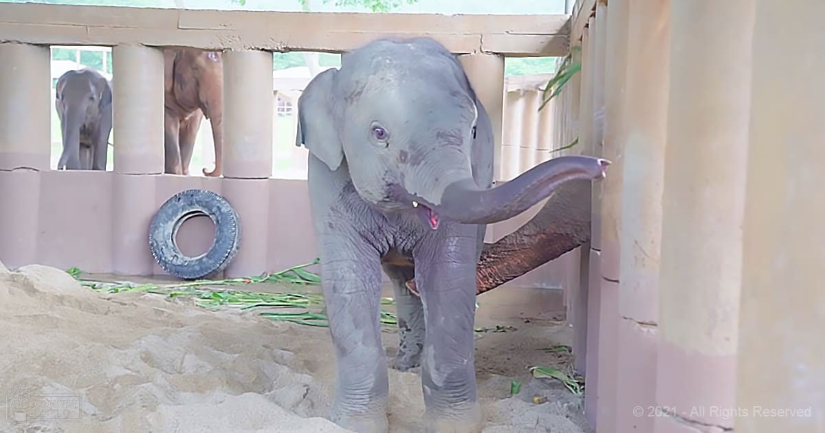 A juvenile baby elephant with a grayish-brown coat, lying near a tire enrichment inside an enclosure at a zoo or sanctuary.