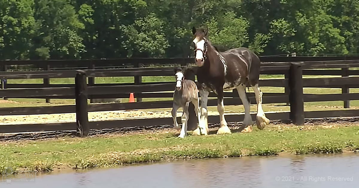 A large dark-brown horse with white markings stands near a smaller lighter-colored foal in a fenced pasture, surrounded by green grass and trees under clear daylight.