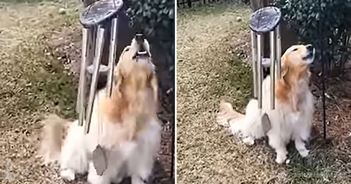 A golden retriever with light brown and white fur in an outdoor setting, likely spring or summer.