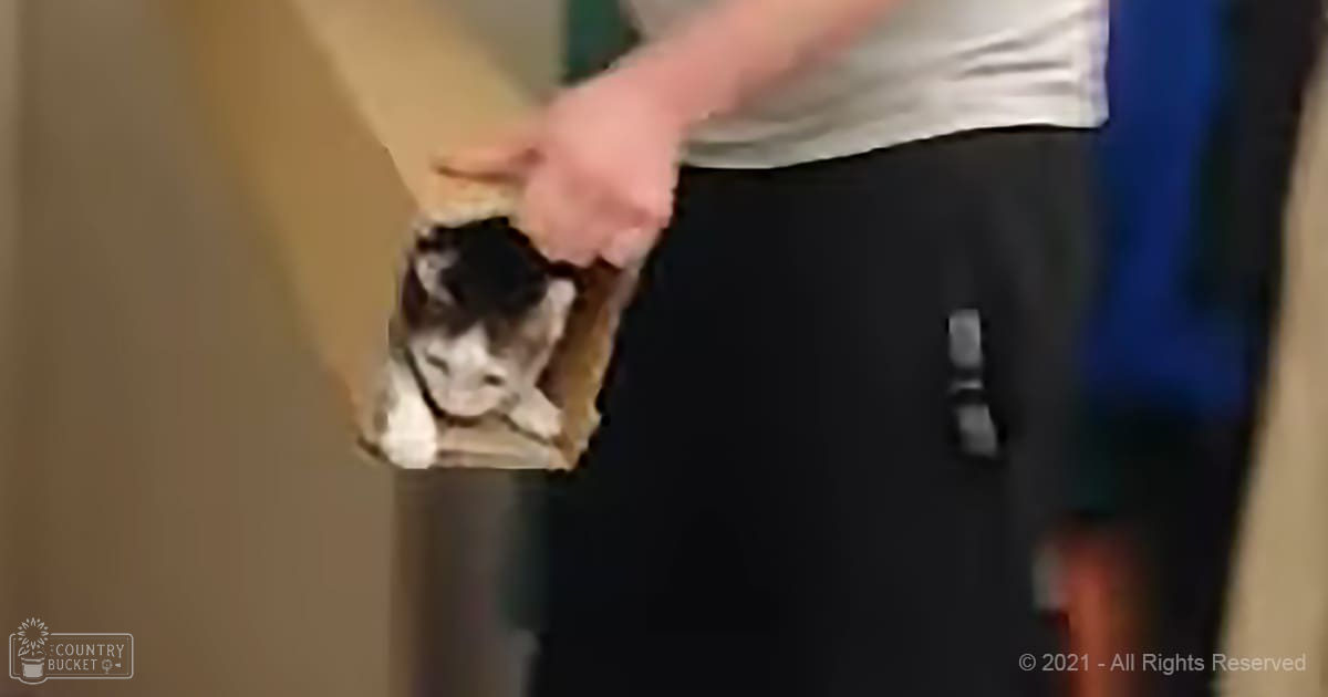 An adult male holds a young tabby kitten with black and white stripes, indoors against neutral-colored walls.