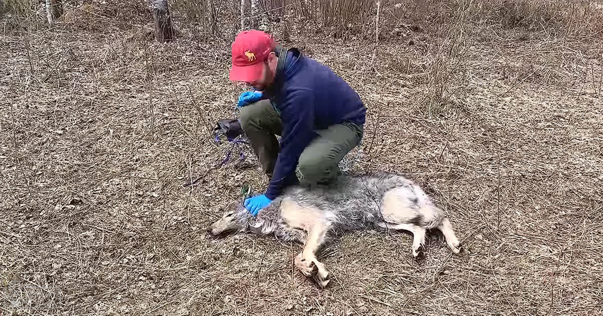An adult male in a wooded outdoor setting, wearing red cap, blue jacket, green pants, and holding near a grayish-brown wolf with white underbelly.