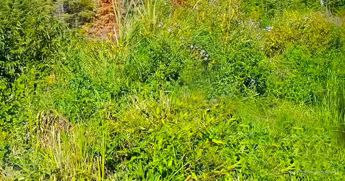 Lush green field or meadow with vibrant vegetation under bright midday sunlight, likely spring or summer setting