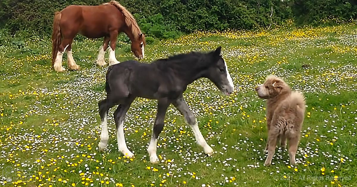 A foal with black and white coat markings in a meadow filled with yellow flowers, accompanied by an adult shepherd dog and a reddish-brown horse under soft natural light.