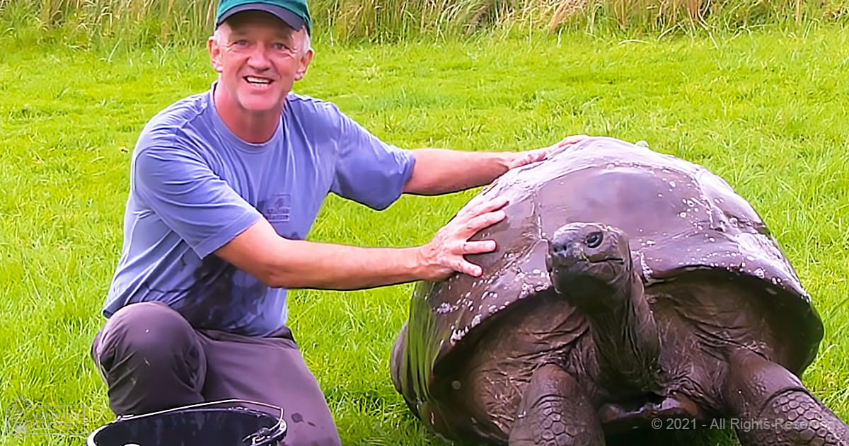 A middle-aged to older adult male in a blue t-shirt and dark gray pants interacts with an adult Galápagos giant tortoise on a lush green field, likely during spring or summer, under bright daylight.