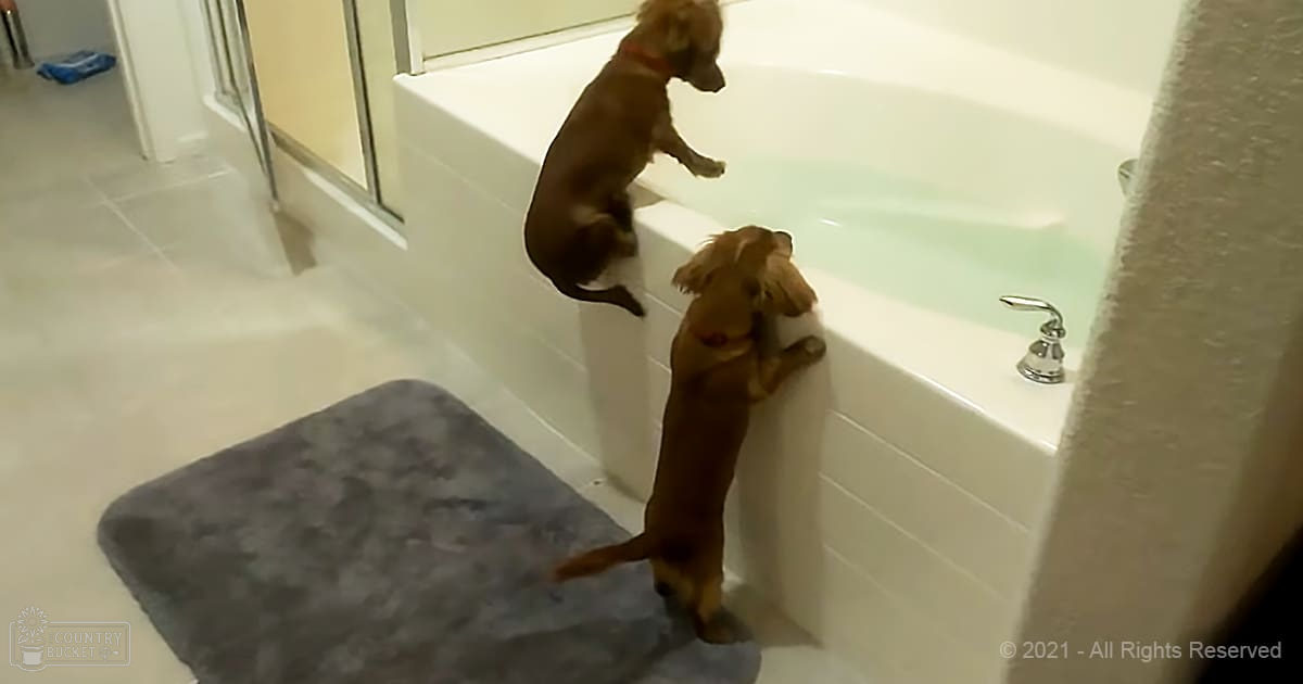 Two brown adult-sized dogs stand in a bathroom, looking into a bathtub with tiled floors and white fixtures.