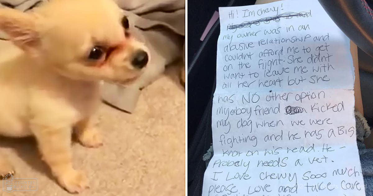 A small light cream-colored Chihuahua puppy named Chewy stands indoors near a dark piece of furniture on neutral-colored carpeting.