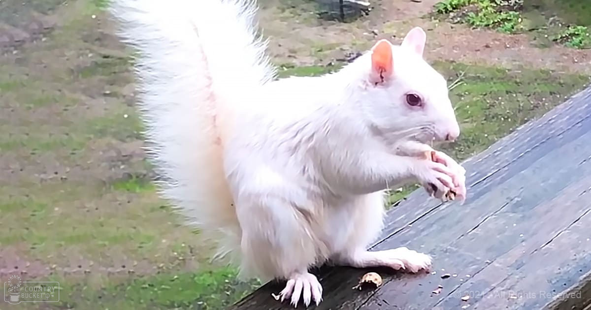 A white squirrel with fluffy tail and pinkish ears sits outdoors on a wooden surface, surrounded by grass and dirt under diffused daytime light.