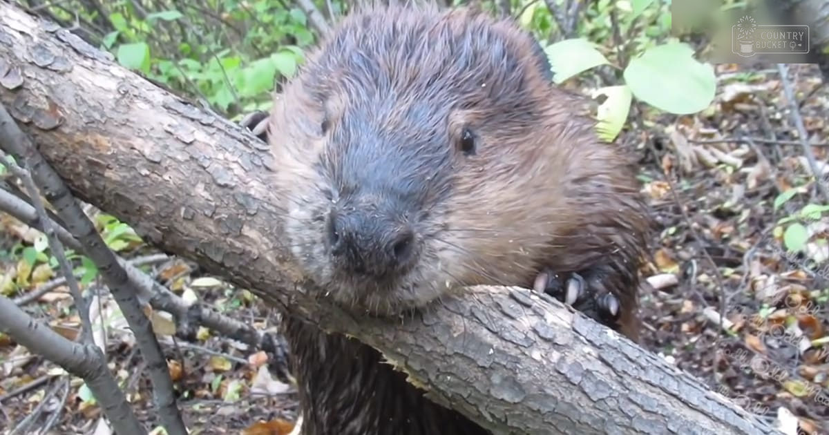 A juvenile beaver with wet, brownish-black fur stands amid a forested area filled with trees and fallen autumn leaves under natural daylight.