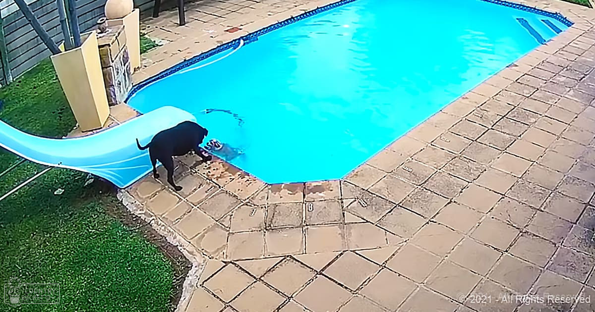 A black Labrador Retriever in a residential backyard with a swimming pool, late afternoon lighting.