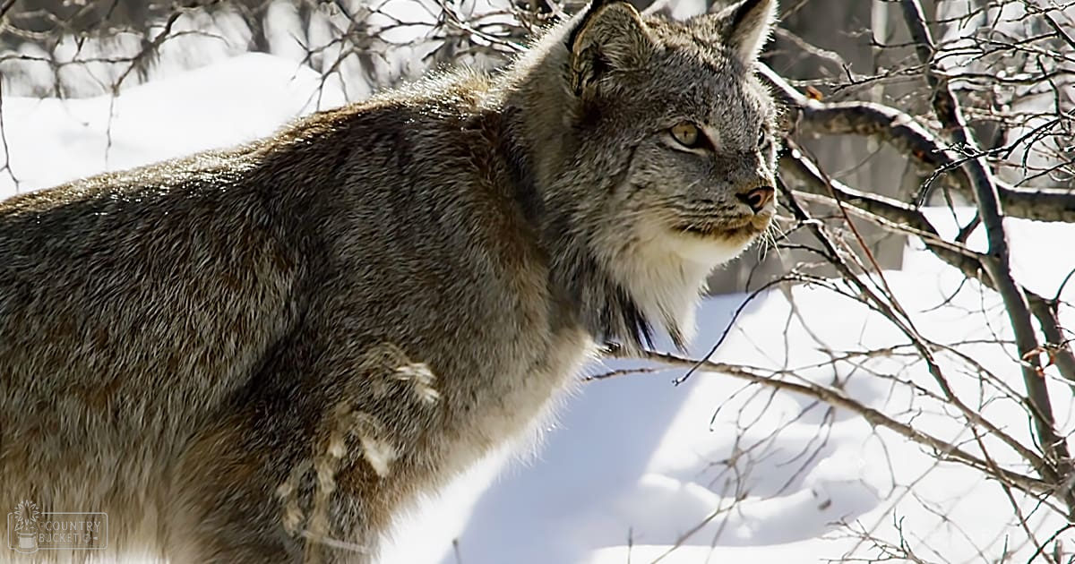 A Canada lynx with a thick coat in a snowy forest during winter daytime.