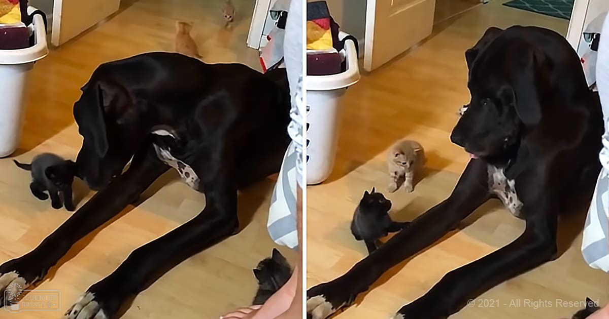 A large black dog interacting with kittens in an indoor setting with natural daylight.
