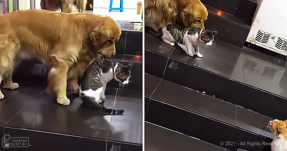 A golden retriever interacts with a tabby cat on an indoor tiled floor, surrounded by kitchen elements. The scene is set within a house, suggesting a casual domestic environment.